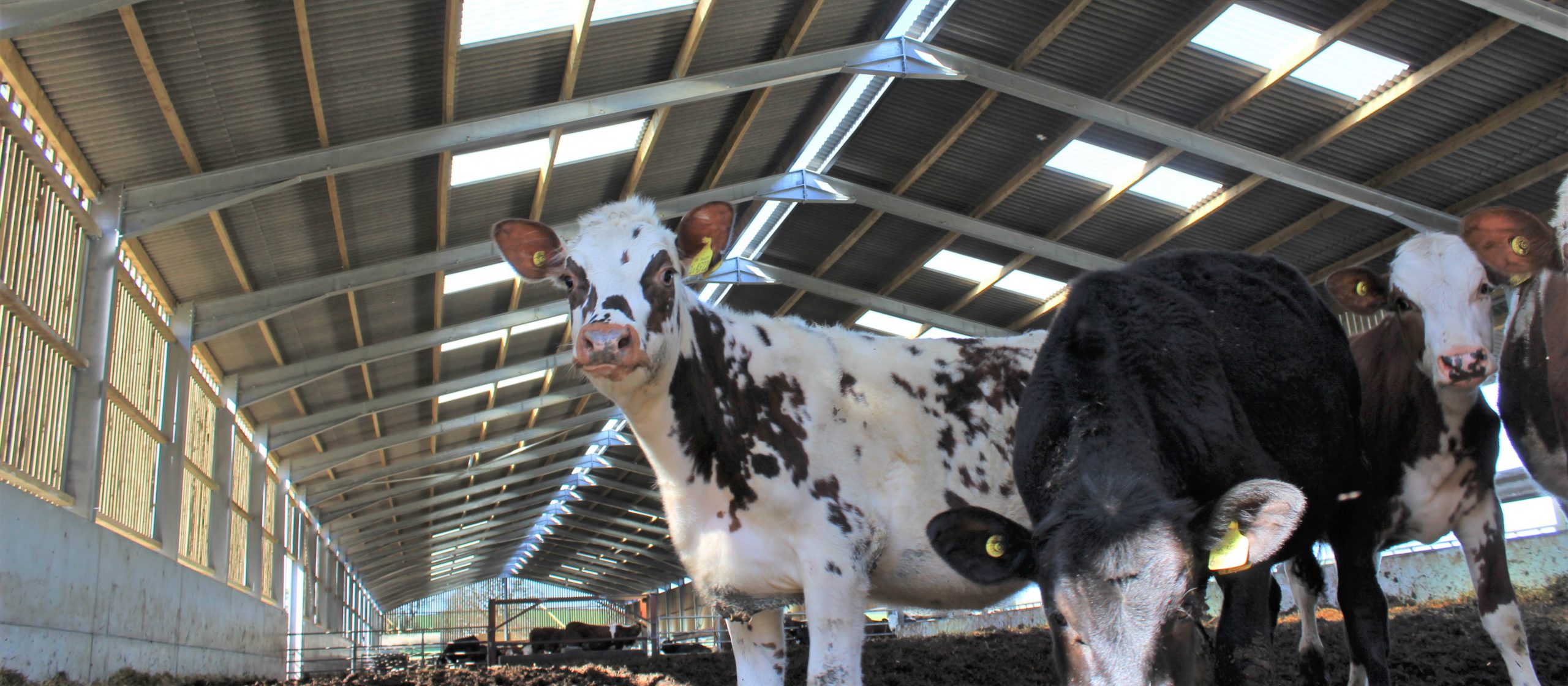 Dairy Farm Livestock Building